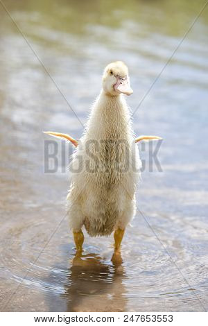 White Small Indoda Waving Small Wings In The Water On A Sunny Summer Bright Day