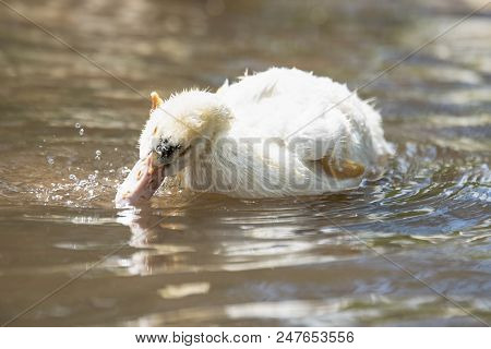 Baby Indodas Swim In The Pond On A Sunny Summer Day