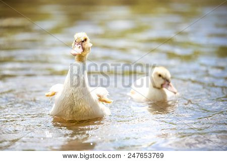 Two Baby Indodas Swim In The Pond On A Sunny Summer Day