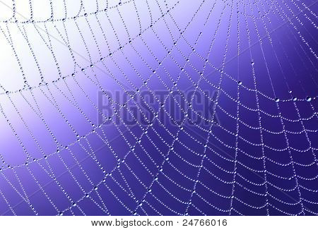 Ragnatela con gocce d'acqua