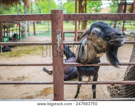 Close Up Black Goat In The Park