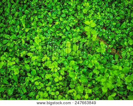 Beautiful Green Leaf In The Park ,green Leaf Texture Wallpaper