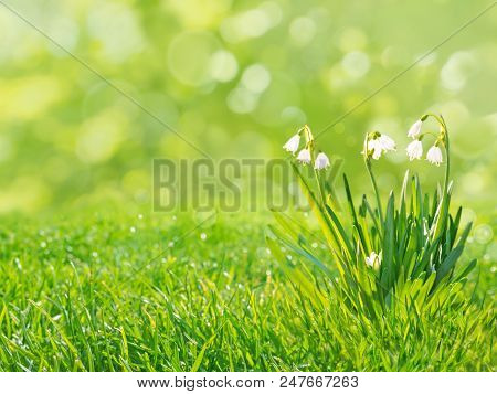 Snowdrops White Flowers On The Spring Blurred Grass Lawn Background