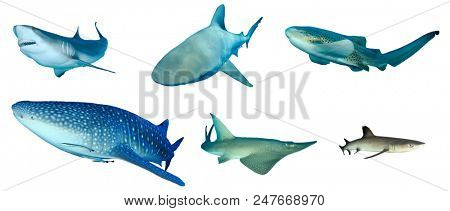 Shark species collection isolated. Caribbean Reef, Bull, Leopard, Whale, Giant Guitarfish and Whitetip Reef Sharks