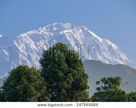 Mount Lamjung Himal Located In Annapurna Massif In The Himalayas. View From Pokhara City With A Tree