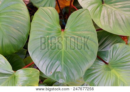 Top View King Of Heart, Green Tree As A Background, Abstract Leaves Texture, Nature Wallpaper Concep
