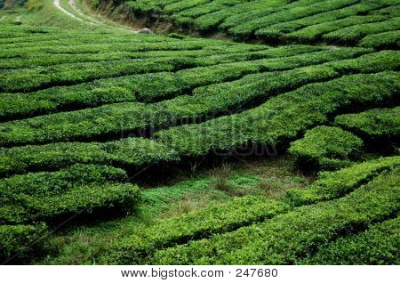 Tea ültetvény