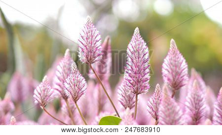 Tiarella Sky Rocket Pink Color Flowers Close-up