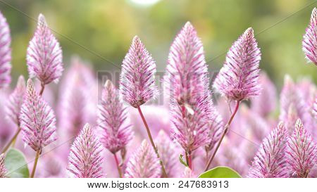 Tiarella Sky Rocket Pink Color Flowers Close-up