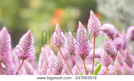Tiarella Sky Rocket Pink Color Flowers Close-up