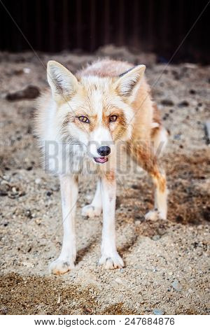 Portrait Of Wild Golden Fox In Enclosure