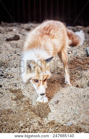 Portrait Of Wild Golden Fox In Enclosure