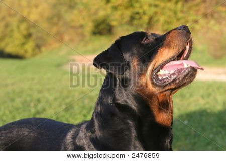 Rottweiler