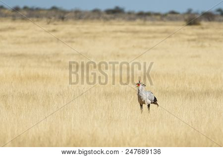 Secretary Bird (sagittarius Serpentarius), Walking In Grassland, Etosha National Park, Namibia.