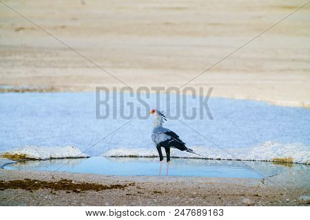Secretary Bird (sagittarius Serpentarius), Walking In Grassland, Etosha National Park, Namibia.