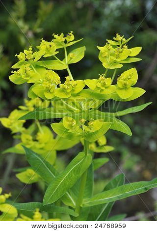 İrlandalı Spurge
