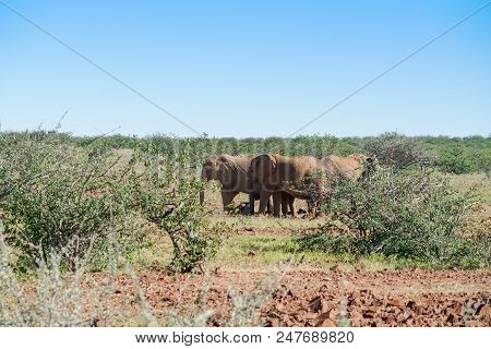 Deserted Adapted Elephants In Bush In Torra Conservancy Namibia.