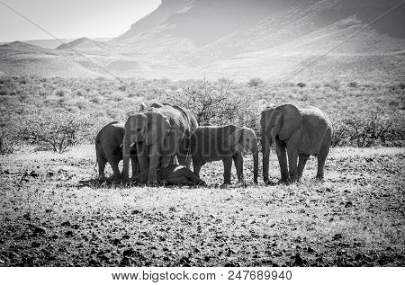Family Portrait In Monochrome Deserted Adapted Elephants In Bush In Torra Conservancy Namibia.