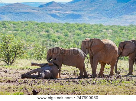 Red Dust Covered Deserted Adapted Elephants Playing Around In Bush In Torra Conservancy Namibia.