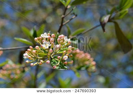 Korean Spice Viburnum Flower Buds - Latin Name - Viburnum Carlesii
