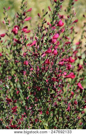 Red Cytisus Scoparius In The Spring Garden