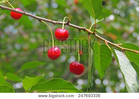 Cherries Hanging On A Cherry Tree Branch