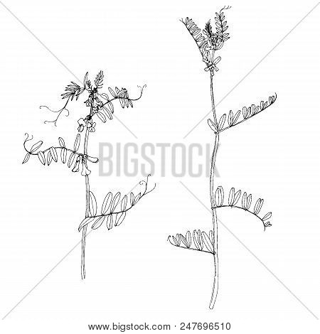 Vector Set Of Ink Drawing Wild Plants, Herbs And Flowers, Vetch Plants, Monochrome Botanical Illustr