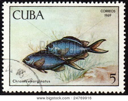 Fisk Chromis Marginatus på Post stempel
