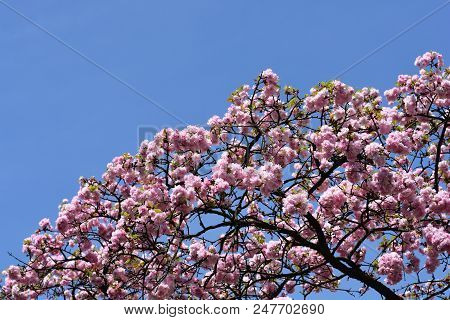 Japanese Flowering Cherry Tree Against Blue Sky - Latin Name - Prunus Serrulata Lindl. Kiku-shidare