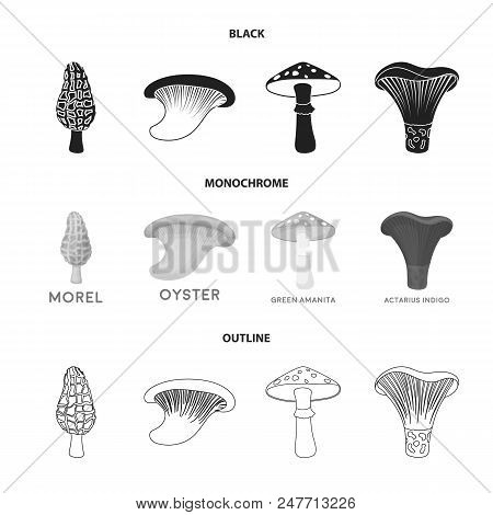 Morel, Oyster, Green Amanita, Actariu , Indigo. Set Collection Icons In Black, Monochrome, Outline S