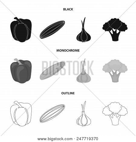 Red Sweet Pepper, Green Cucumber, Garlic, Cabbage. Vegetables Set Collection Icons In Black, Monochr
