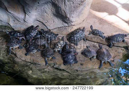 Red-eared Turtles Bask On The Surface Of The Pond In The Zoo.