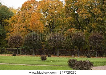 Well-groomed Beautiful Autumn Park With Large Yellowed Trees