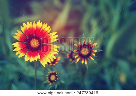 Beautiful Bright  Flower Rudbeckia On  Blooming Green Meadow