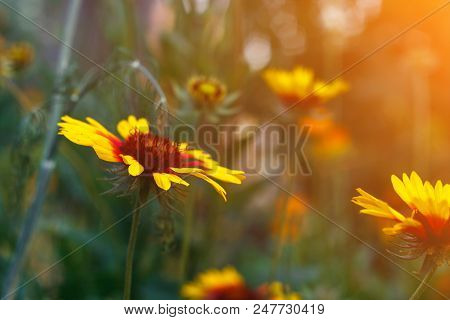 Beautiful Bright  Flower Rudbeckia On  Blooming Green Meadow