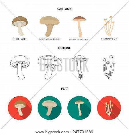 Shiitake, Brown Cap Boletus, Enokitake, Milk. Set Collection Icons In Cartoon, Outline, Flat Style V