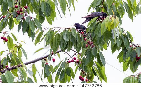 The Starlings Eat The Harvest Of Sweet Cherry. Agricultural Pest.
