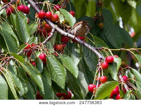 The Sparrow Eat The Harvest Of Sweet Cherry. Agricultural Pest.