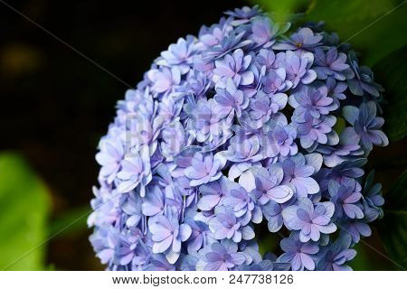 Closeup Of Green Hydrangea (hydrangea Macrophylla) Are Blooming In Spring And Summer At A Town Garde