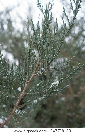 Glaucous Foliage And Berries Of Pfitzer Juniper In Winter