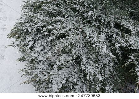 Blue Green Foliage Of Juniperus Pfitzeriana Covered With Snow