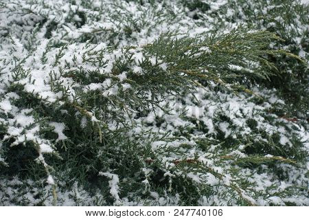 Branches Of Juniper Covered With Snow In Winter