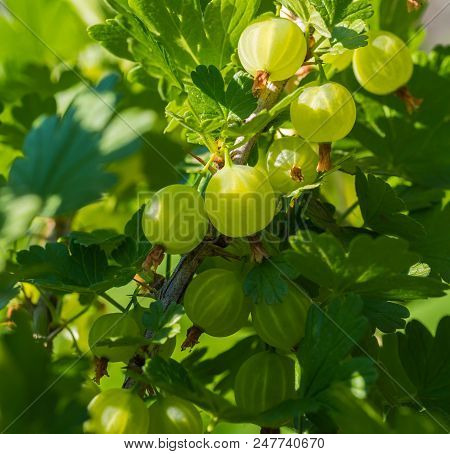Fresh Green Gooseberries On The Branch Of Bush, Close-up. Selective Focus.
