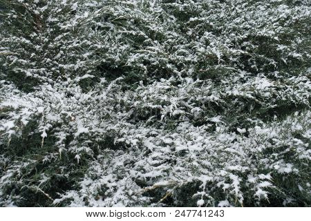 Evergreen Branches Of Juniper Covered With Snow In Winter