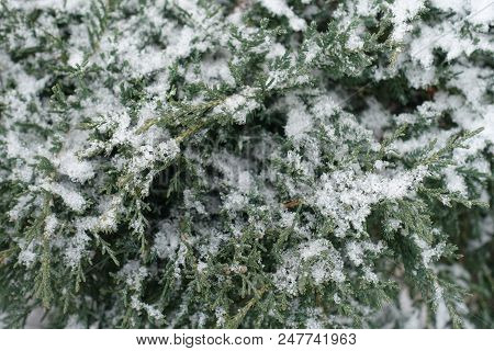 Grey Green Foliage Of Juniper Covered With Snow