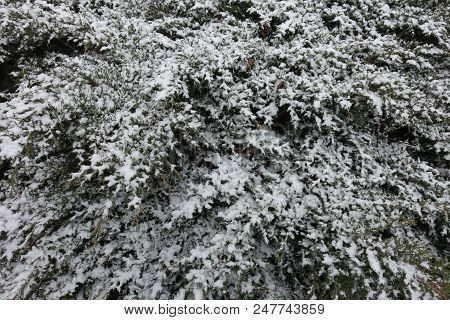 Leafage Of Juniper Covered With Snow In Winter