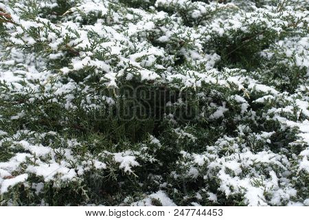 Pfitzer Juniper Covered With White Snow In Winter