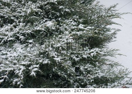 Shoots Of Juniper Covered With Snow In Winter