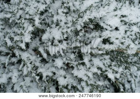 White Snow On Branches Of Juniper In Winter