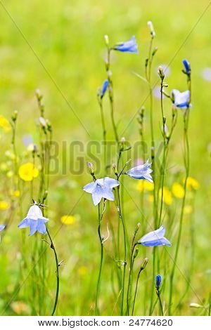 Kwiaty niebieski Harebells